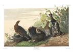 Spruce Grouse